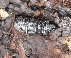 Platycerus caraboides