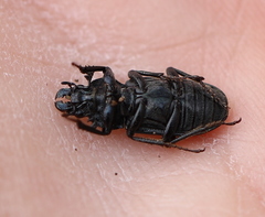Platycerus caraboides
