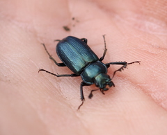 Platycerus caraboides