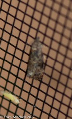 Endothenia