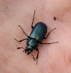 Platycerus caraboides