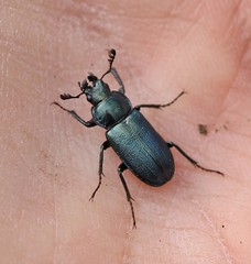 Platycerus caraboides