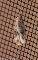 Olethreutes permundana