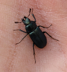 Platycerus caraboides