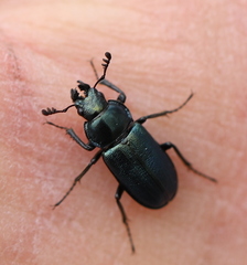 Platycerus caraboides