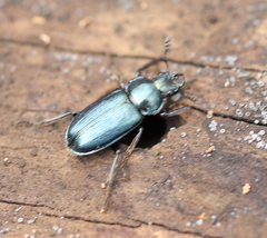 Platycerus caraboides