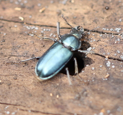Platycerus caraboides