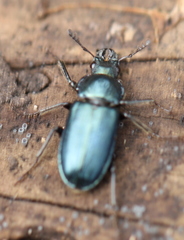 Platycerus caraboides