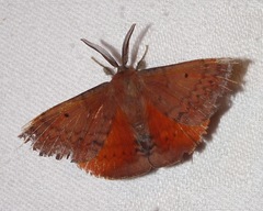 Chenuala heliaspis