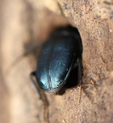 Platycerus caraboides