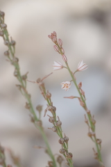 Asphodelus tenuifolius