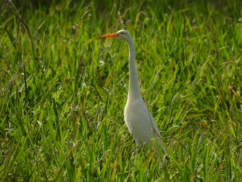 Plumed Egret (Ardea plumifera), photo 10