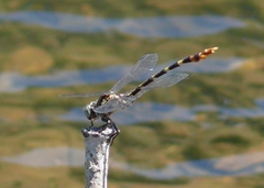 Phyllogomphoides stigmatus