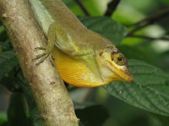 Anolis richardii