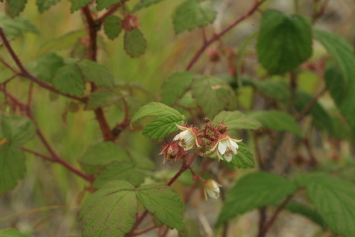 Sakhalin raspberry