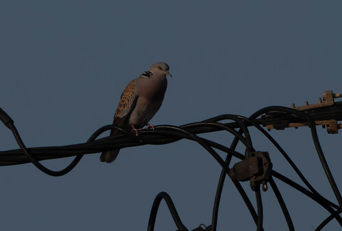 European Turtle-Dove
