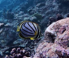 Chaetodon meyeri