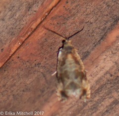 Olethreutes permundana