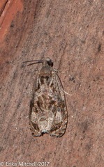 Olethreutes permundana