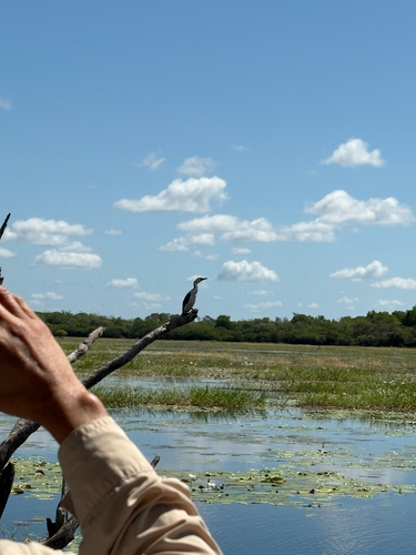 Little Pied Cormorant