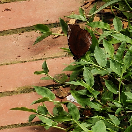 Common Palmfly
