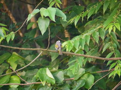 Pycnonotus taivanus × sinensis