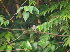 Pycnonotus taivanus × sinensis