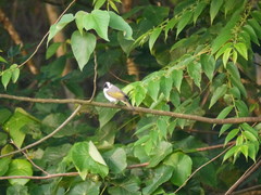 Pycnonotus taivanus × sinensis