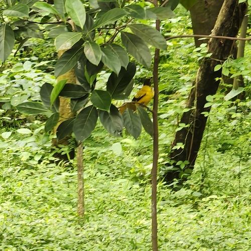 Black-hooded Oriole