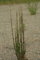Arabis sagittata borealis