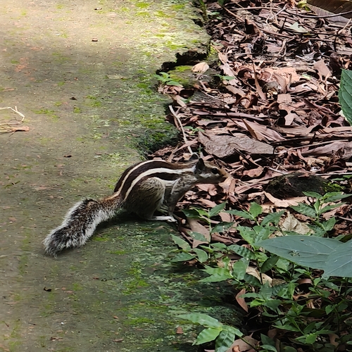 Five-striped Palm Squirrel