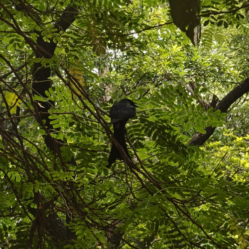 Black Drongo