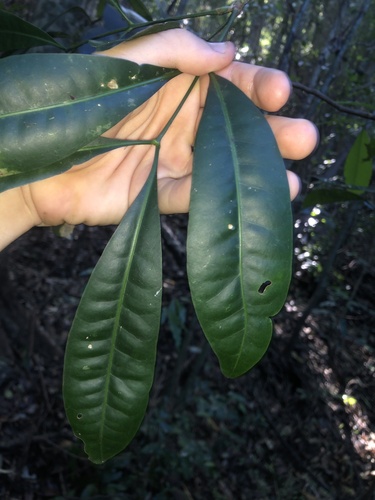 Anthocarapa nitidula observed 2026-05-30