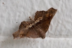 Throana pectinifer