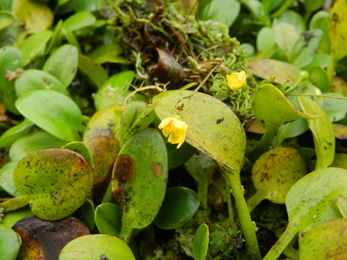 Utricularia gibba iNat (2)