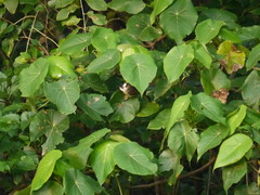 Pycnonotus taivanus × sinensis