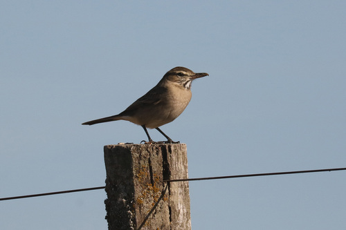 Grey-bellied Shrike-Tyrant (Agriornis micropterus), photo 9