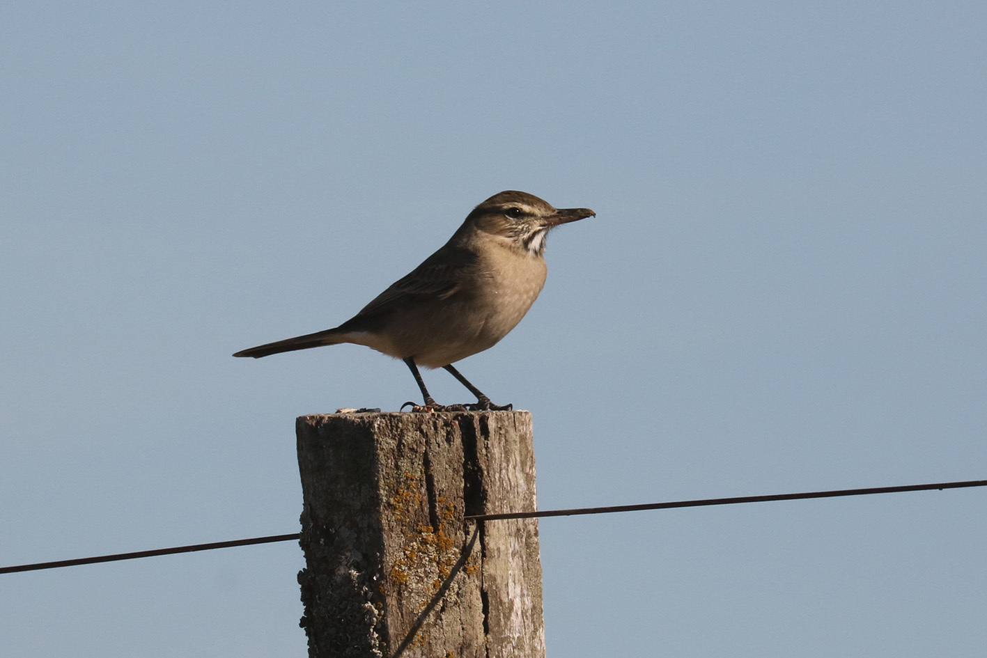 Grey-bellied Shrike-Tyrant (Agriornis micropterus), photo 9