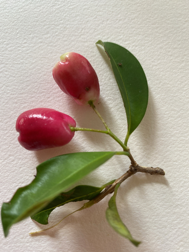 Syzygium australe