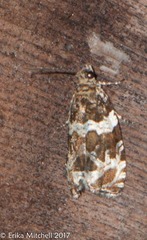 Olethreutes fasciatana