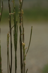 Arabis sagittata borealis
