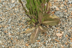 Arabis sagittata borealis