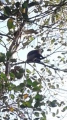 Semnopithecus vetulus