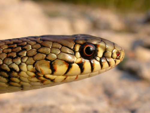Balkan Whip Snake, photo 7 of 8