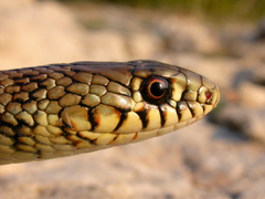 Balkan Whip Snake photo 3