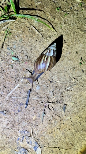 African Giant Snail