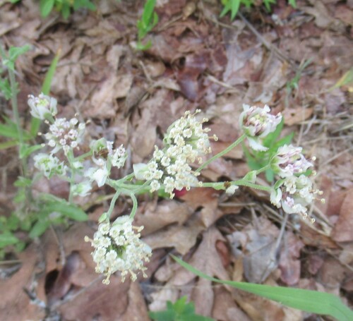 Hymenopappus artemisiifolius, 2026-05-29