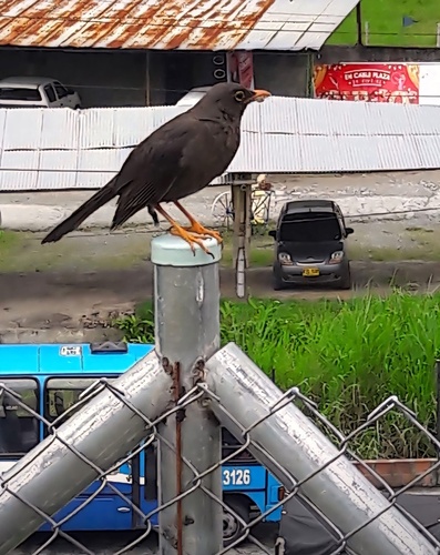 Great Thrush