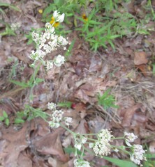 Hymenopappus artemisiifolius, photograph (c) Linda Jo Conn, some rights reserved (CC BY)