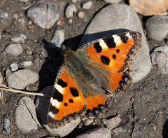 Aglais urticae